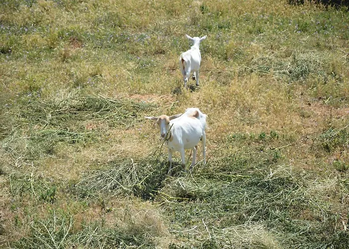 Marija Posedarje